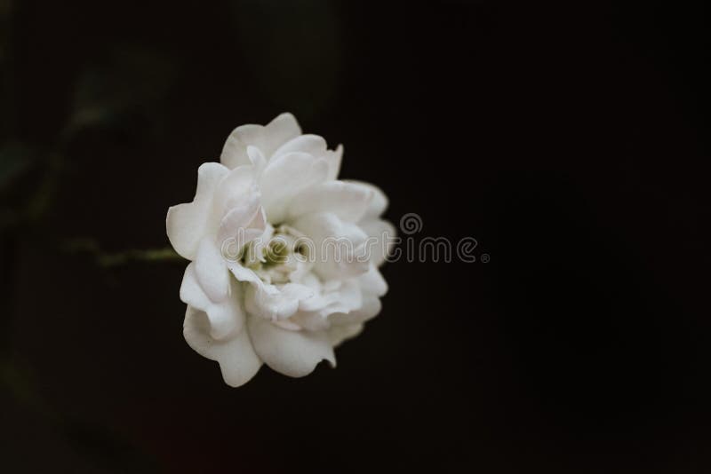 De super witte uiterst kleine fee nam bloem dichte omhooggaand toe stock foto's De super witte uiterst kleine fee nam bloem dichte omhooggaand toe stock foto's