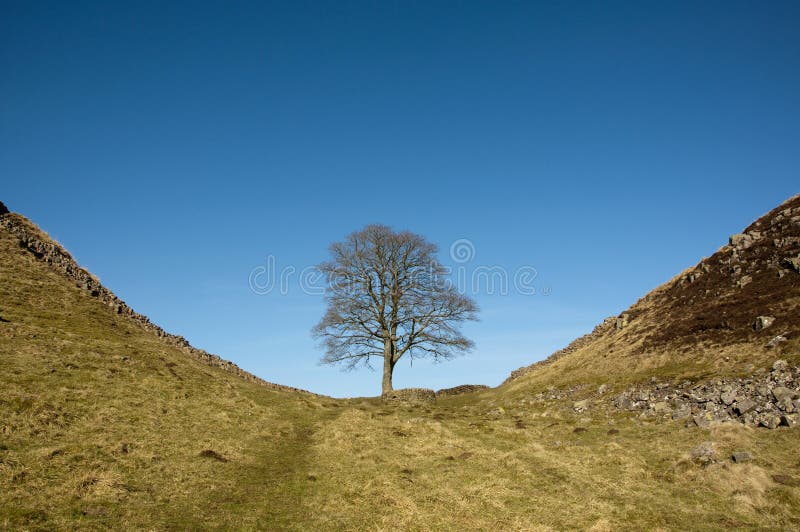 Sycamore gap, Hadrians Wall in Northumberland. Sycamore gap, Hadrians Wall in Northumberland