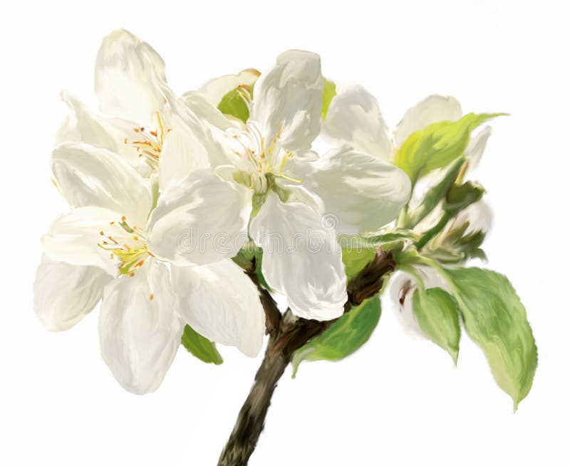 De tak van borstelslagen van witte tot bloei komende appelbloemen royalty-vrije stock afbeeldingen De tak van borstelslagen van witte tot bloei komende appelbloemen royalty-vrije stock afbeeldingen