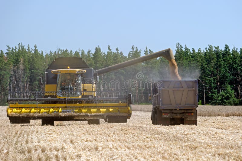 De tarwe van de maaidorserlading in de vrachtwagen royalty-vrije stock afbeeldingen De tarwe van de maaidorserlading in de vrachtwagen royalty-vrije stock afbeeldingen