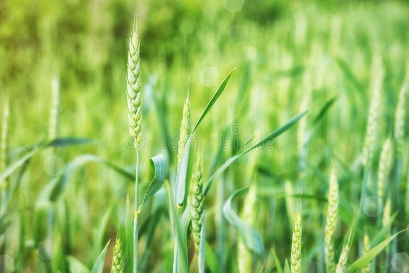De tarwearen zijn groen in het gebied in de zomer of de vroege lente met zonlicht op een heldere dag royalty-vrije stock afbeeldingen De tarwearen zijn groen in het gebied in de zomer of de vroege lente met zonlicht op een heldere dag royalty-vrije stock afbeeldingen