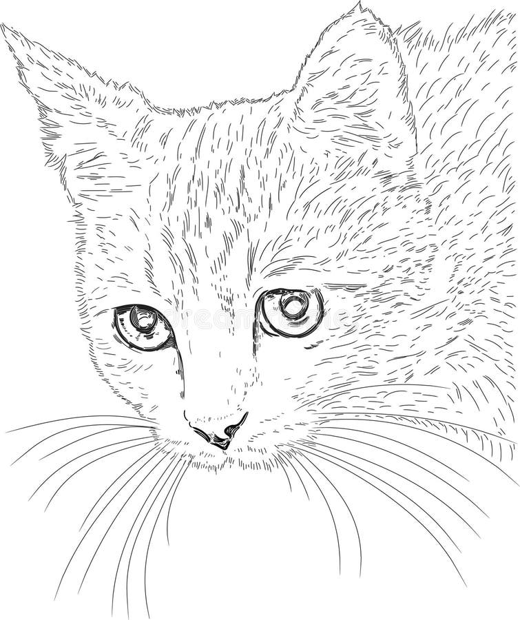 Ongebruikt De tekening van de kat vector illustratie. Illustratie bestaande DA-13