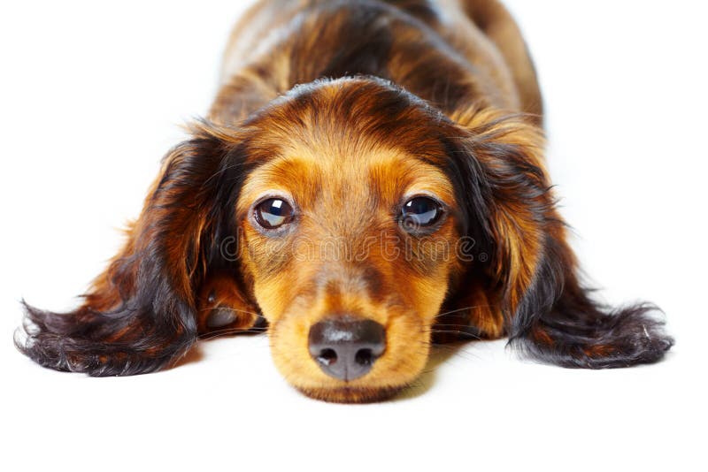 Puppy dachshund on a white background. Puppy dachshund on a white background