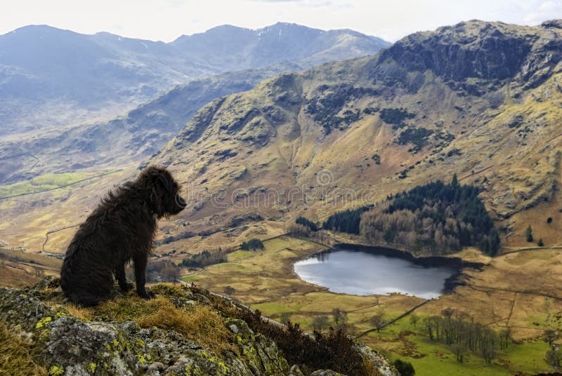 De terriër van Patterdale toneel royalty-vrije stock fotografie De terriër van Patterdale toneel royalty-vrije stock fotografie