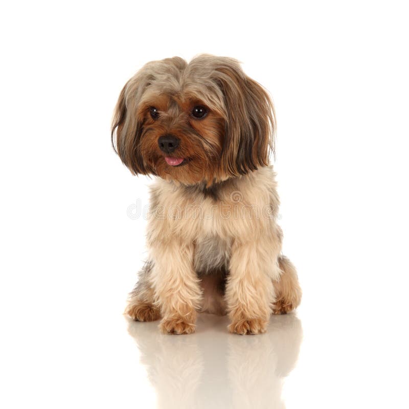 Yorkshire Terrier royalty-vrije stock afbeelding
