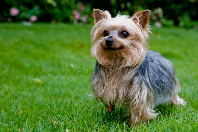Yorkshire terrier royalty-vrije stock fotografie