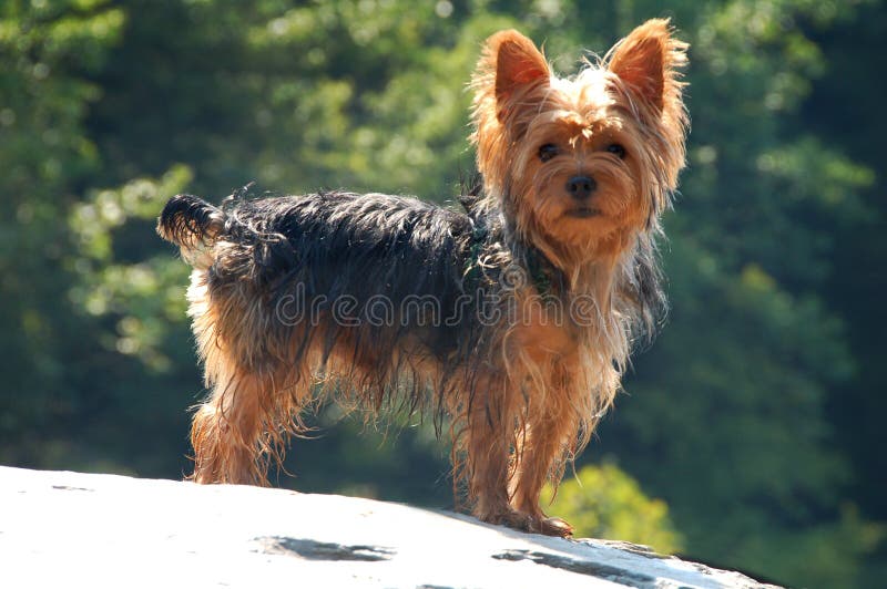 Yorkshire Terrier stock fotografie