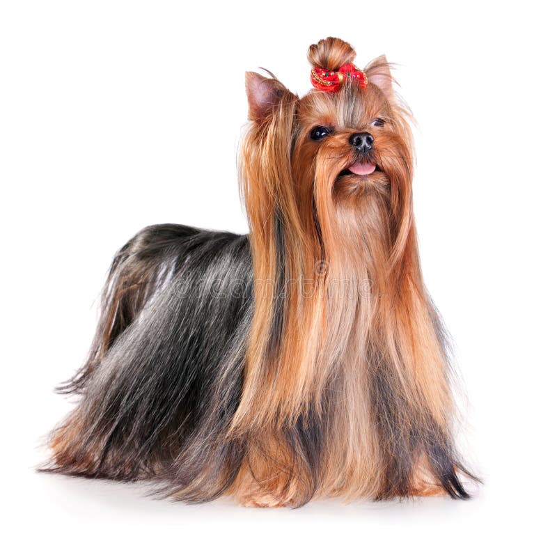 Yorkshire Terrier stock fotografie