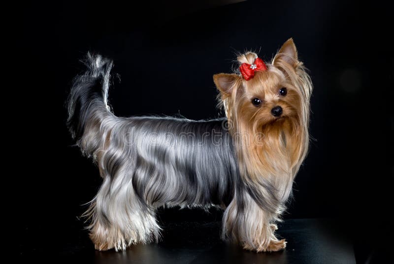 Yorkshire terrier royalty-vrije stock afbeelding