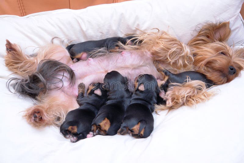 Yorkshire Terrier royalty-vrije stock fotografie