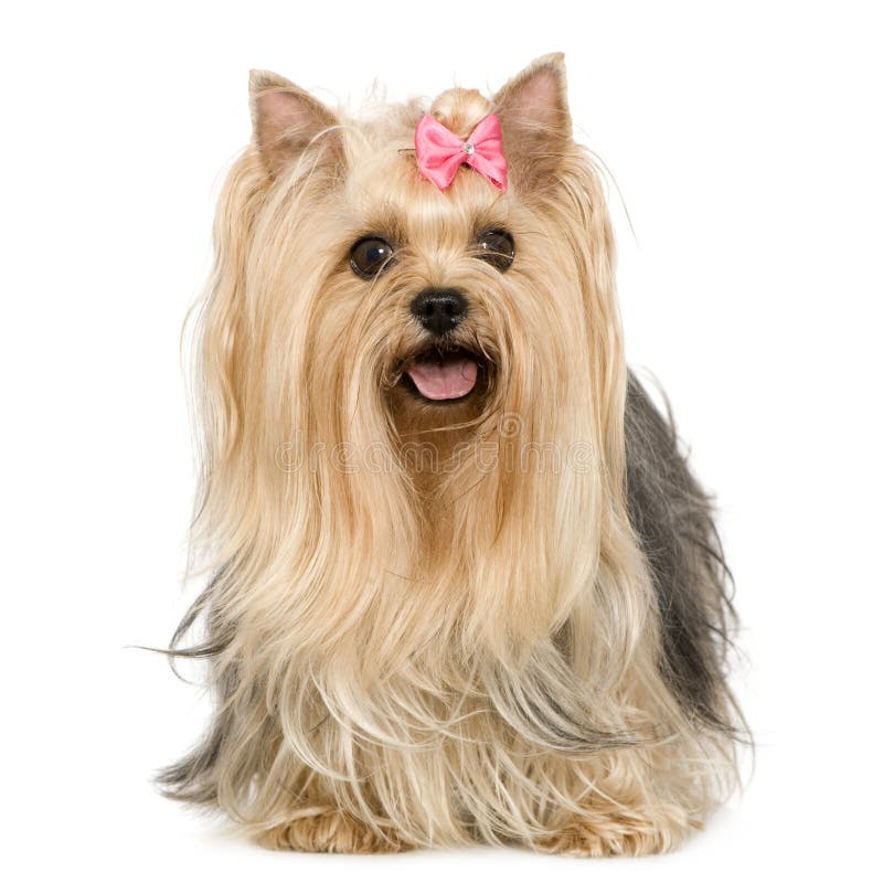 Yorkshire Terrier (6 jaar) stock foto's