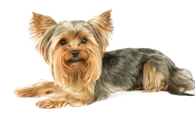 Yorkshire terrier stock foto's