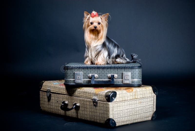 Yorkshire terrier hond op een koffer royalty-vrije stock fotografie