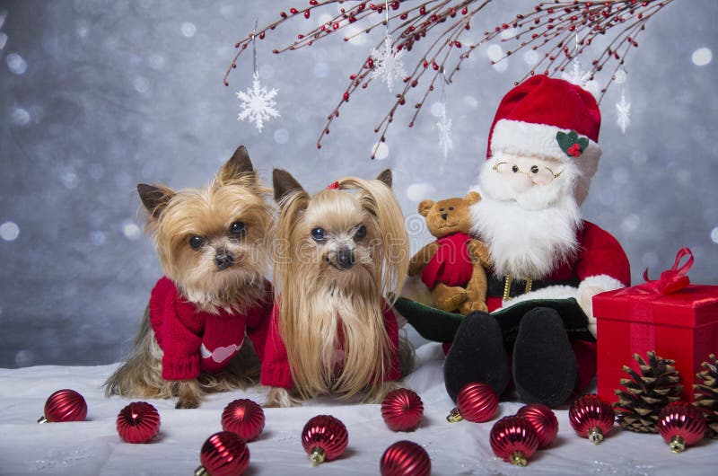 De terriërhonden van Kerstmisyorkshire stock fotografie De terriërhonden van Kerstmisyorkshire stock fotografie