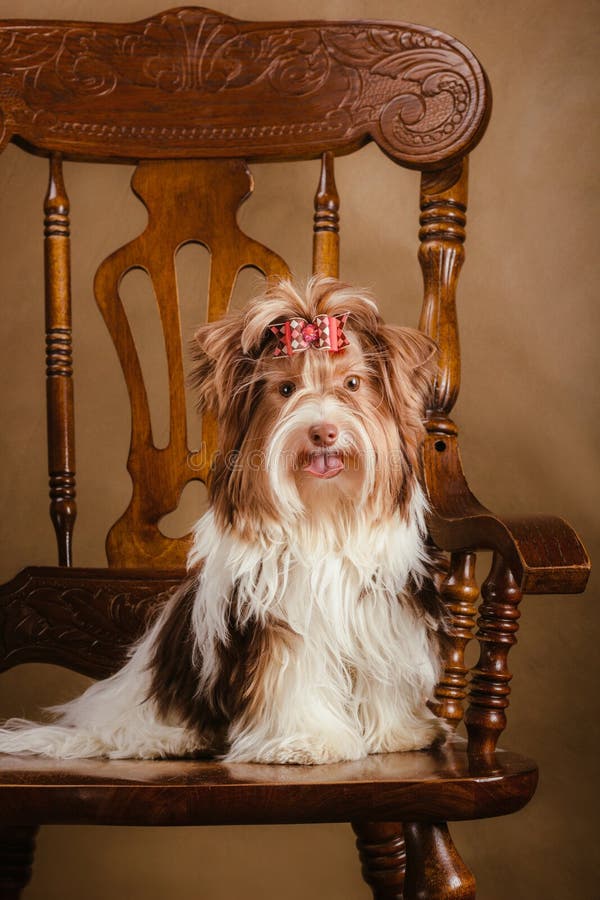 De terriërpuppy van Bieweryorkshire op een stoel royalty-vrije stock fotografie De terriërpuppy van Bieweryorkshire op een stoel royalty-vrije stock fotografie
