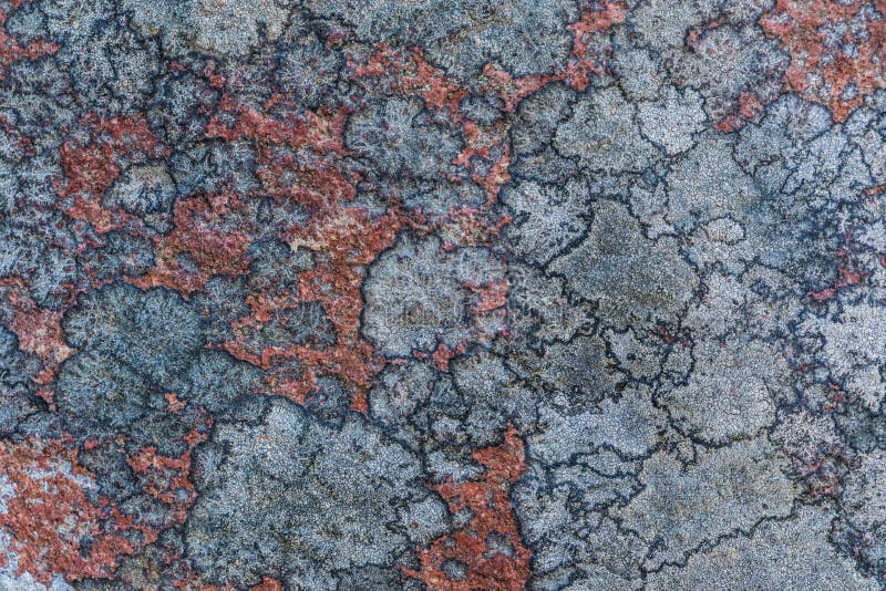De textuur of de achtergrond van de oude die steenoppervlakte met het korstmos en het mos wordt behandeld royalty-vrije stock afbeeldingen De textuur of de achtergrond van de oude die steenoppervlakte met het korstmos en het mos wordt behandeld royalty-vrije stock afbeeldingen