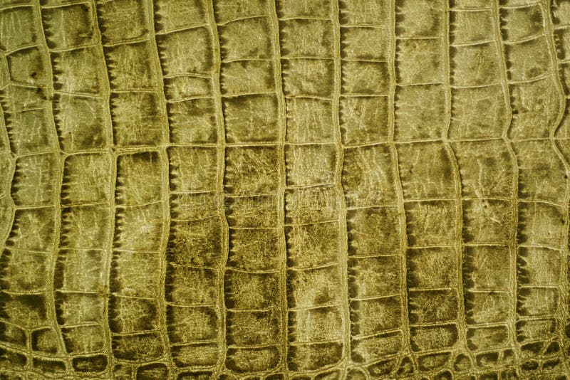 Snakeskin or crocodile texture for background. Snakeskin or crocodile texture for background