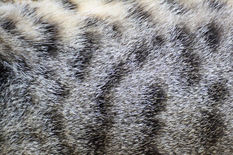 De textuurachtergrond van het kattenbont stock afbeeldingen De textuurachtergrond van het kattenbont stock afbeeldingen