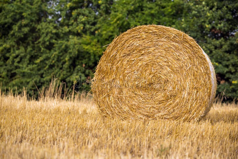 De tijd van de tarweoogst stock foto's De tijd van de tarweoogst stock foto's