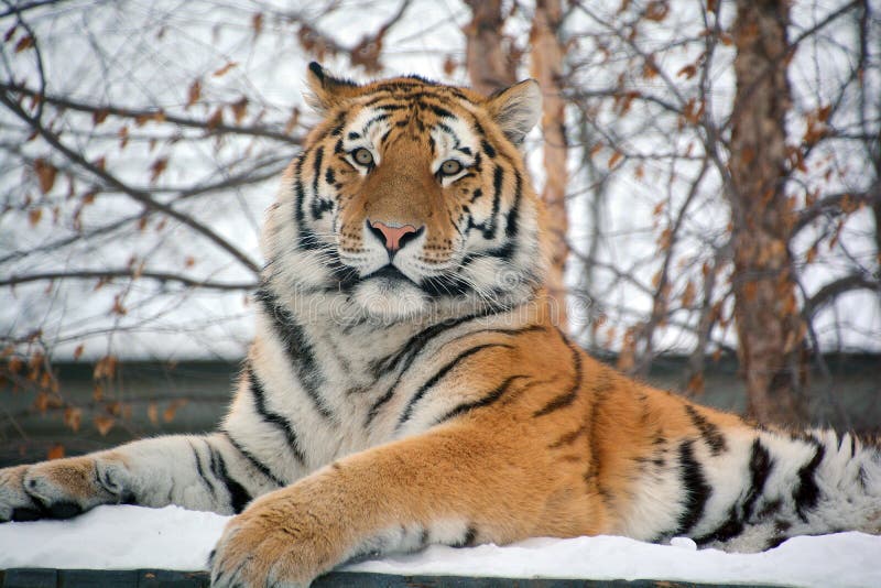 The tiger Panthera tigris a member of the Felidae family, is the largest of the four big cats in the genus Panthera. The tiger is native to much of eastern and southern Asia, and is an apex predator. The tiger Panthera tigris a member of the Felidae family, is the largest of the four big cats in the genus Panthera. The tiger is native to much of eastern and southern Asia, and is an apex predator