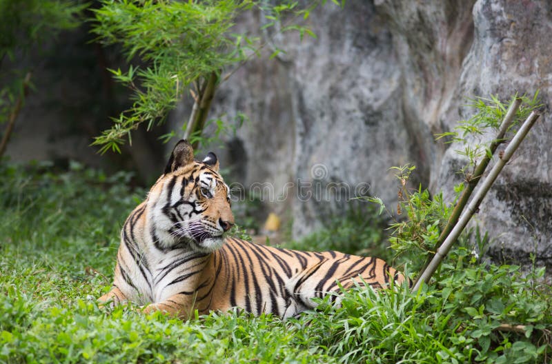 De Tijger van Bengalen in bos stock afbeelding De Tijger van Bengalen in bos stock afbeelding