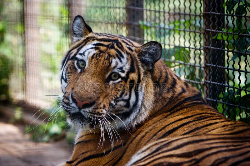 De Tijger van Bengalen in gevangenschap royalty-vrije stock afbeeldingen De Tijger van Bengalen in gevangenschap royalty-vrije stock afbeeldingen