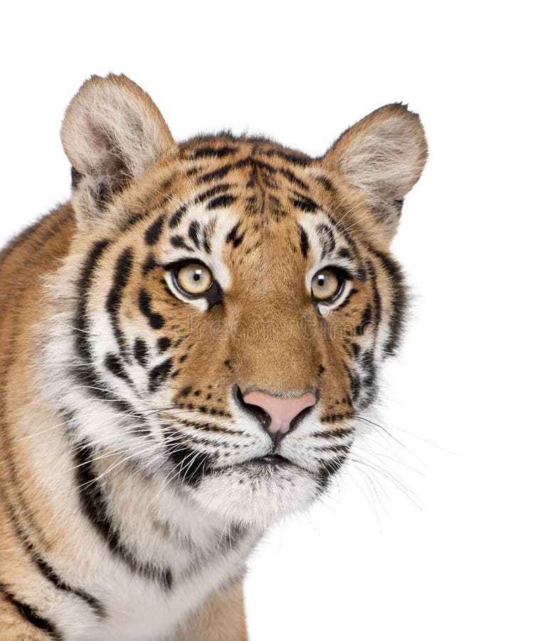 De tijger van Bengalen voor een witte achtergrond royalty-vrije stock afbeeldingen De tijger van Bengalen voor een witte achtergrond royalty-vrije stock afbeeldingen