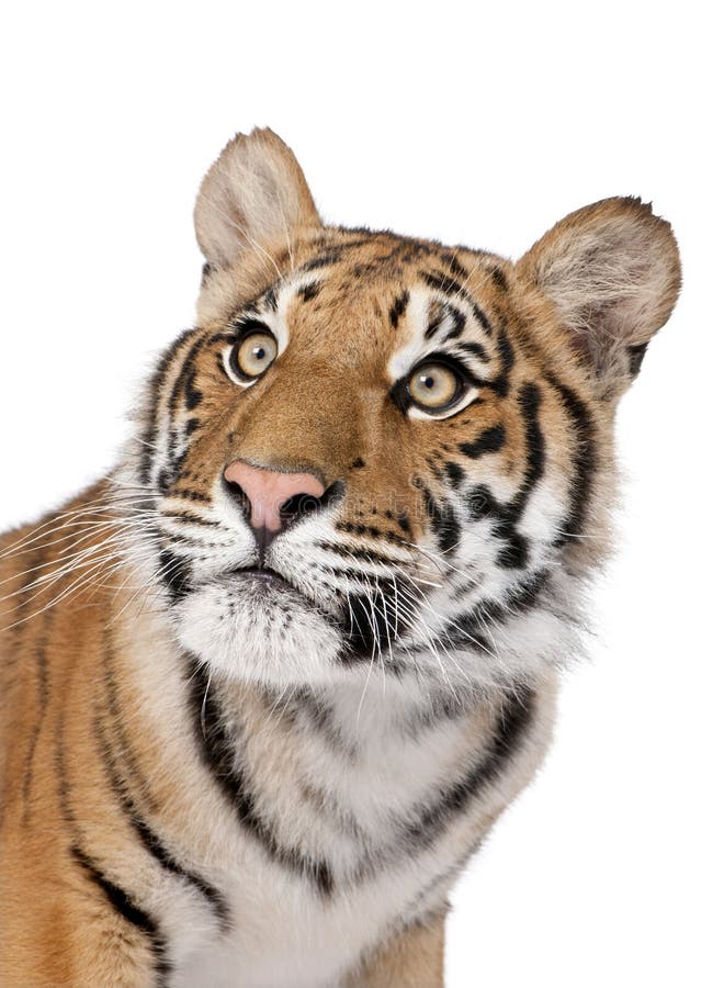 De tijger van Bengalen voor een witte achtergrond royalty-vrije stock afbeeldingen De tijger van Bengalen voor een witte achtergrond royalty-vrije stock afbeeldingen