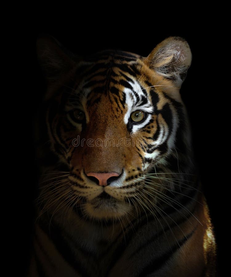 Kop van een Bengaalse tijger stock fotografie