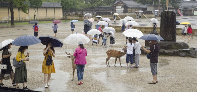 De toeristen voeden herten in Nara, Japan royalty-vrije stock foto De toeristen voeden herten in Nara, Japan royalty-vrije stock foto