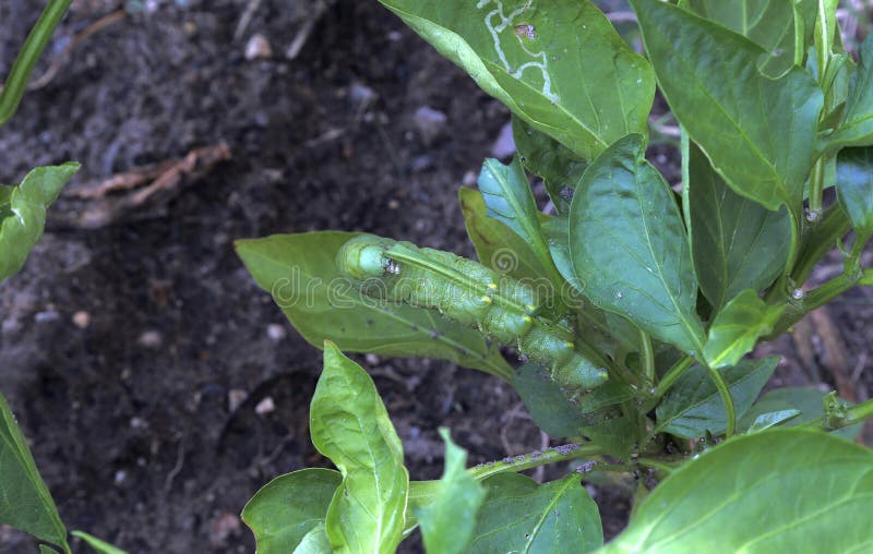 De tomaat hornworms eet peperbladeren en stam royalty-vrije stock afbeelding