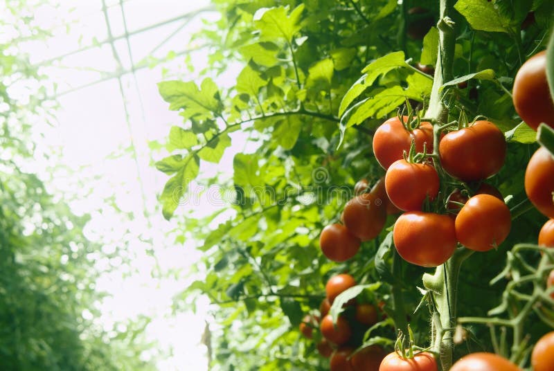 De tomaten van de serre De tomaten van de serre
