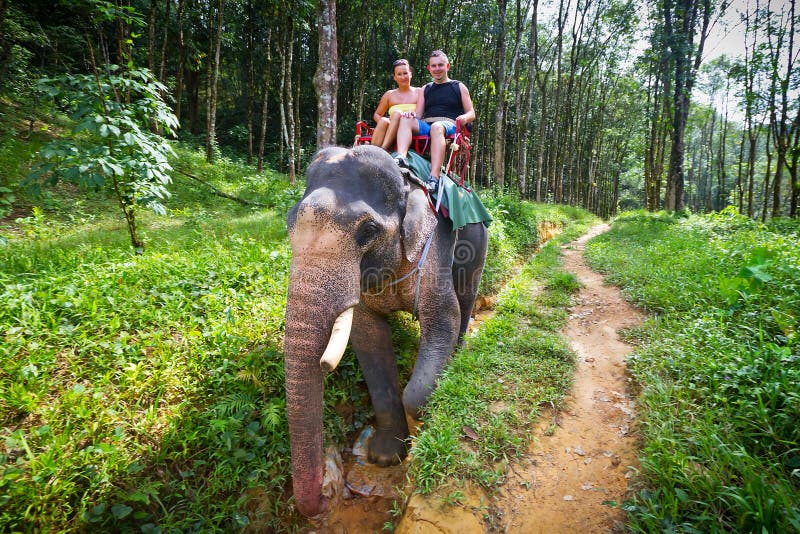 De trekking van de olifant in het Nationale Park van Khao Sok stock afbeelding De trekking van de olifant in het Nationale Park van Khao Sok stock afbeelding