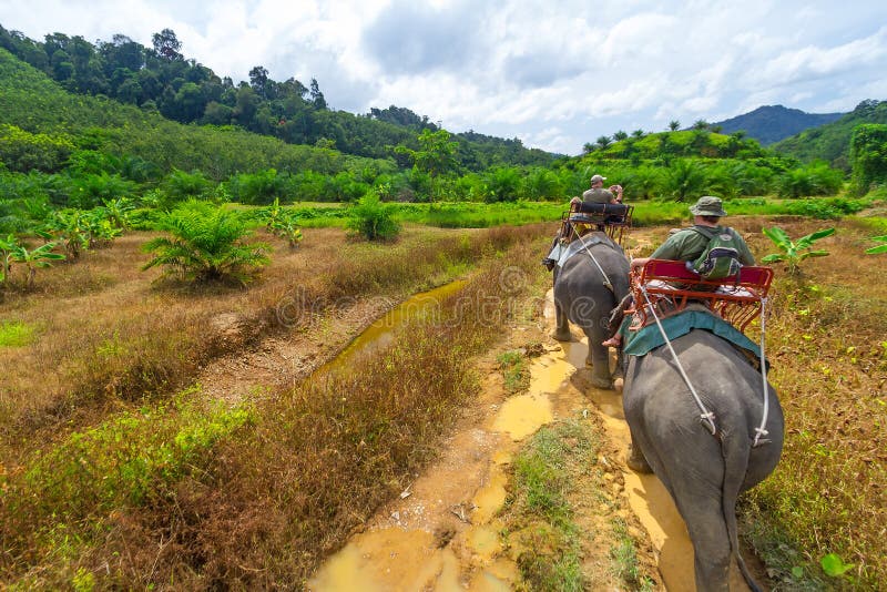 De trekking van de olifant in het Nationale Park van Khao Sok stock foto De trekking van de olifant in het Nationale Park van Khao Sok stock foto