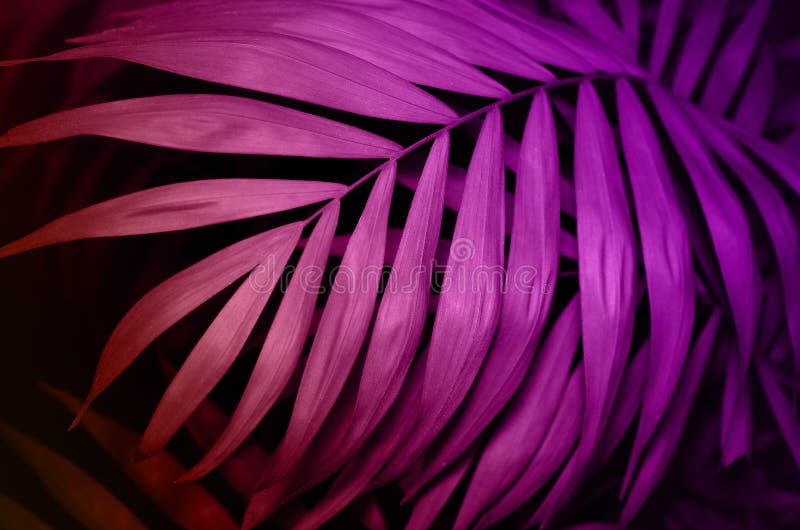 De tropische achtergrond van de palmbladen roze textuur Het concept van de aard stock foto's De tropische achtergrond van de palmbladen roze textuur Het concept van de aard stock foto's