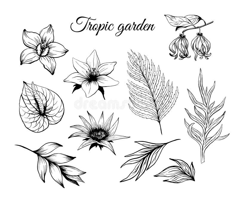 De de tropische bloemen en bladeren van de inktschets geplaatst vector geïsoleerd op witte achtergrond stock illustratie De de tropische bloemen en bladeren van de inktschets geplaatst vector geïsoleerd op witte achtergrond stock illustratie
