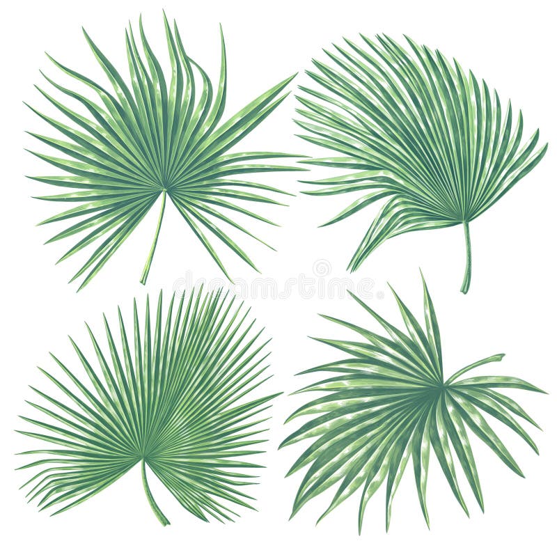 De tropische Inzameling van Bladeren Reeks palmbladen in realistische stijl met hoge details vector illustratie De tropische Inzameling van Bladeren Reeks palmbladen in realistische stijl met hoge details vector illustratie