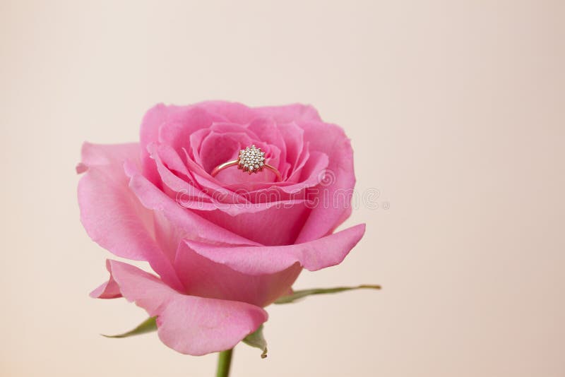 De trouwring met roze nam op ligthachtergrond toe stock afbeelding De trouwring met roze nam op ligthachtergrond toe stock afbeelding