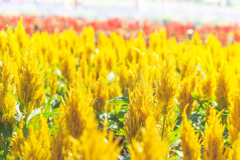 De tuin van gele hanekambloemen is prachtig bloeiend stock afbeeldingen De tuin van gele hanekambloemen is prachtig bloeiend stock afbeeldingen