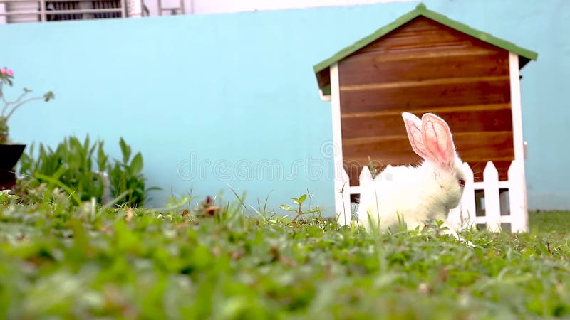 In de tuin voor groengras zijn er witte konijnen