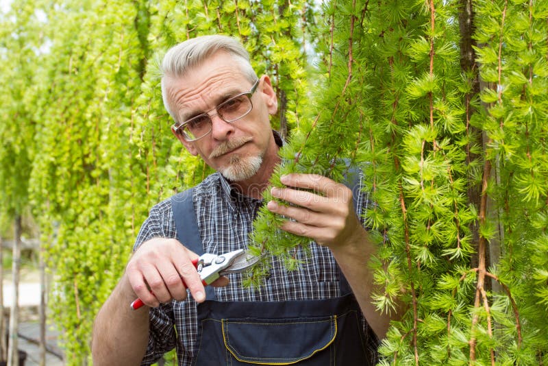 De tuinman snijdt de struikenscharen royalty-vrije stock afbeeldingen De tuinman snijdt de struikenscharen royalty-vrije stock afbeeldingen