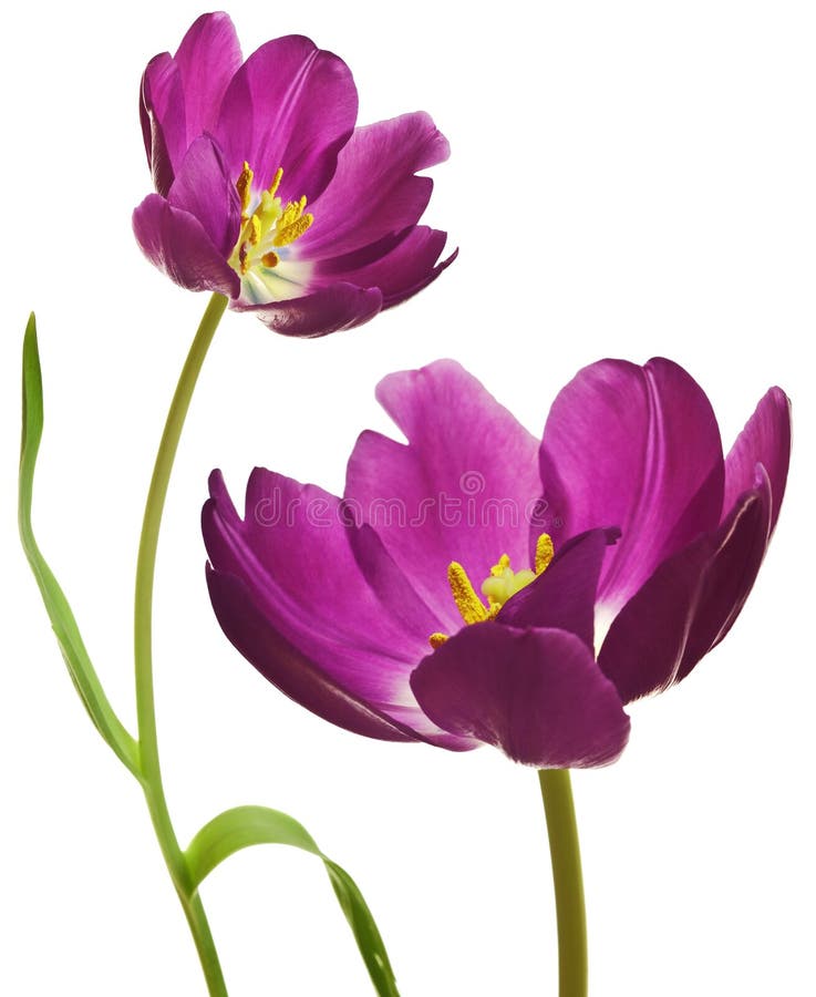 De Tulpen van de lente in Purple royalty-vrije stock fotografie De Tulpen van de lente in Purple royalty-vrije stock fotografie