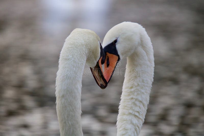 Heads Together - Mute Swans Cygnus olor come together with their heads touching as part of a bonding and courtship ritual. Heads Together - Mute Swans Cygnus olor come together with their heads touching as part of a bonding and courtship ritual.