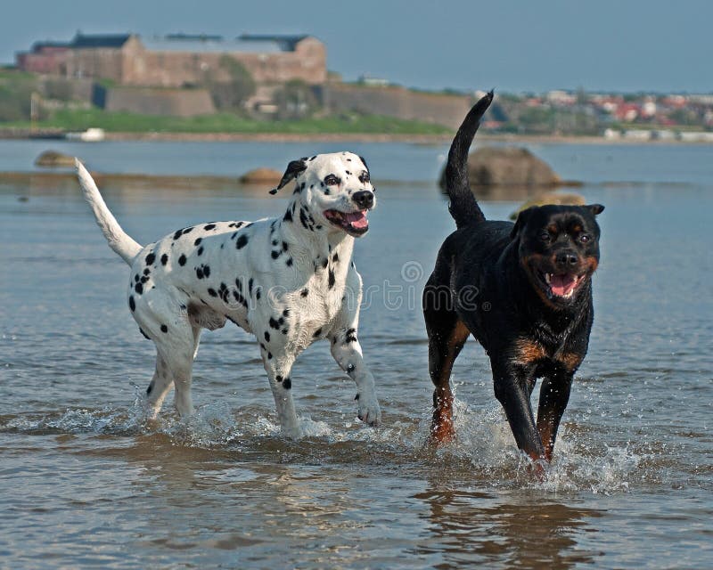Un Perro Que Juega Y Que Se Baña En Una Playa Arenosa Ondulada, Y Sacudiendo El Agua De La Cabeza Imagen de archivo - Imagen de ondulada, perro: 139215281