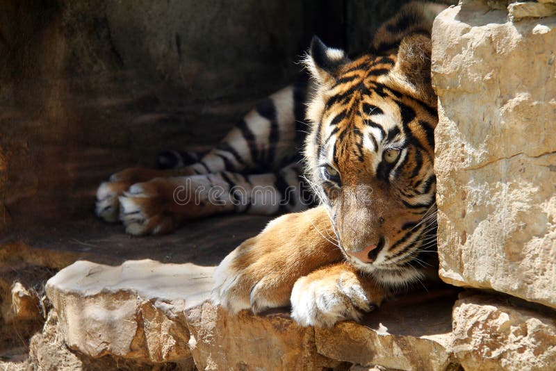 De Ussurian-Tijger is droevig in gevangenschap bij de dierentuin stock afbeeldingen De Ussurian-Tijger is droevig in gevangenschap bij de dierentuin stock afbeeldingen