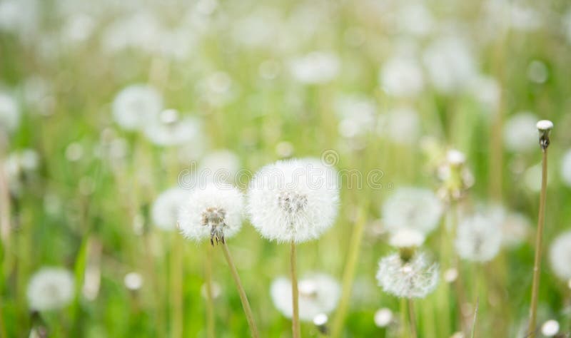 De vage Achtergrond van de Aardlente met witte pluizige paardebloemflo royalty-vrije stock fotografie De vage Achtergrond van de Aardlente met witte pluizige paardebloemflo royalty-vrije stock fotografie