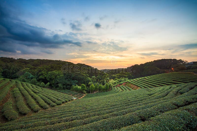 De vallei van de theeaanplanting bij dramatische roze zonsonderganghemel in Taiwan stock foto De vallei van de theeaanplanting bij dramatische roze zonsonderganghemel in Taiwan stock foto