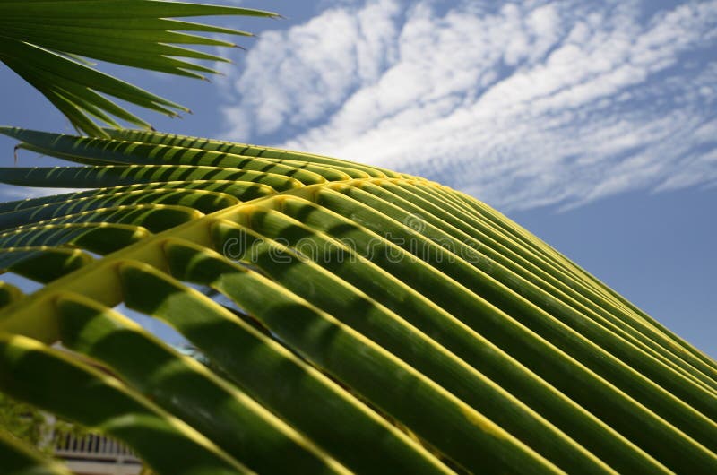 Palmblader stock afbeelding