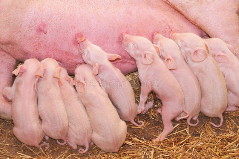 De Varkens die van de baby met Moeder voeden