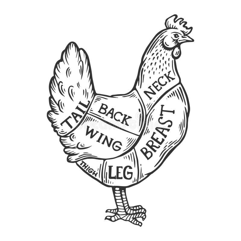 De vector van de de kippengravure van het vleesdiagram vector illustratie